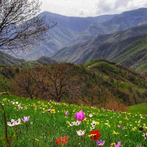 یاسین شیخی بحث عاشقی بونه زانتیا سوار مه